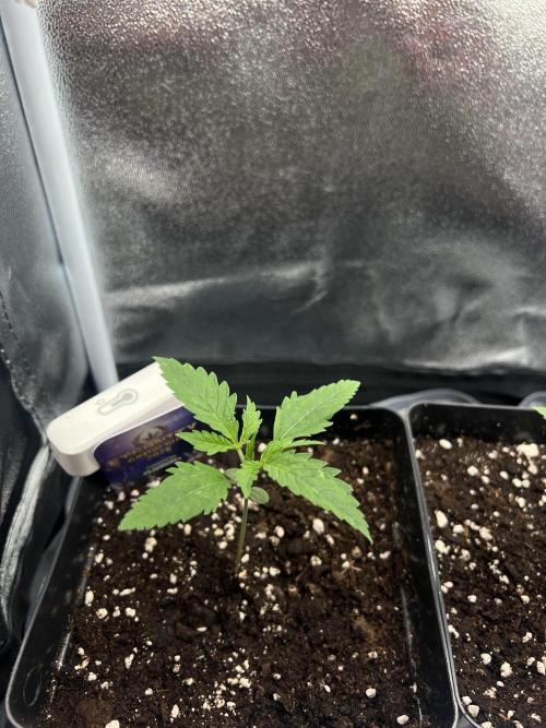 Eternity Grow 🏆 Micro Grow. Week 1