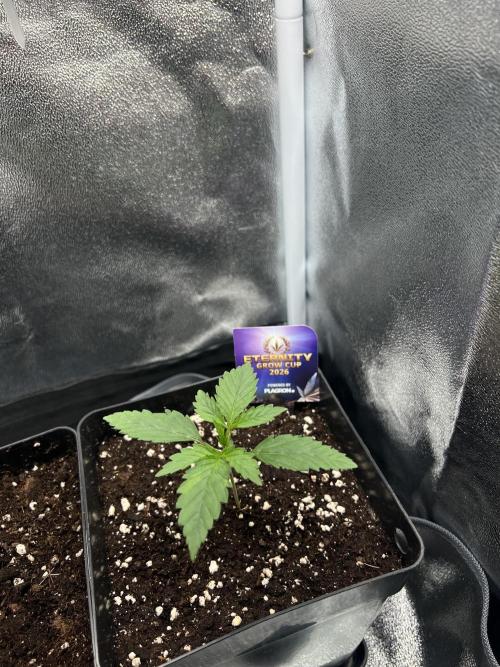 Eternity Grow 🏆 Micro Grow. Week 1