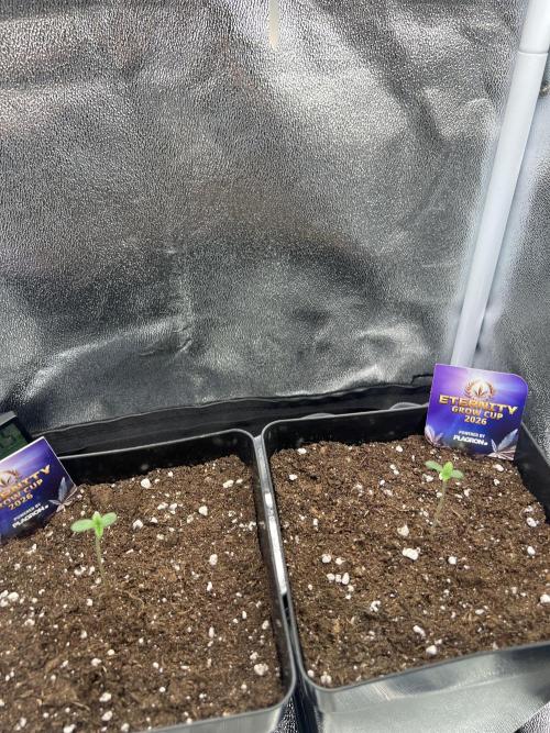 Eternity Grow 🏆 Micro Grow. Week 1