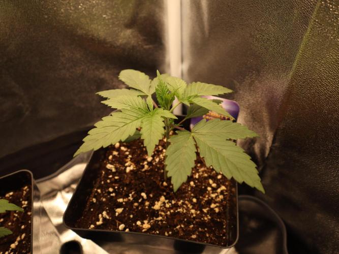 Eternity Grow 🏆 Micro Grow. Week 2