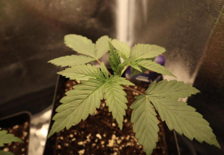 Eternity Grow 🏆 Micro Grow. Week 2