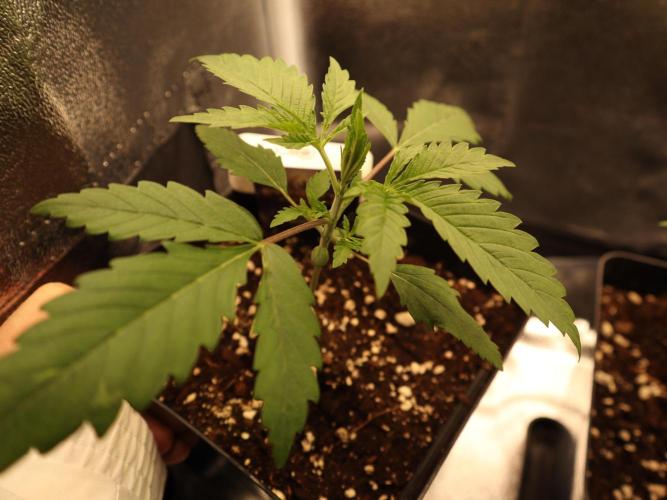 Eternity Grow 🏆 Micro Grow. Week 2