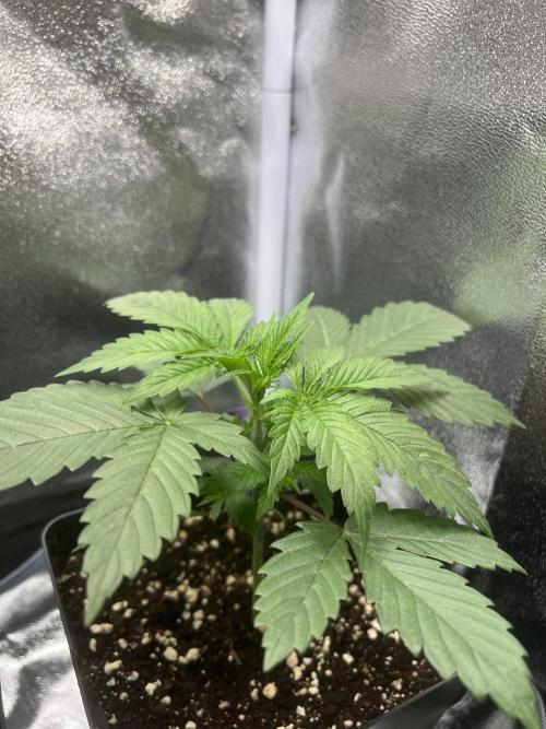 Eternity Grow 🏆 Micro Grow. Week 2