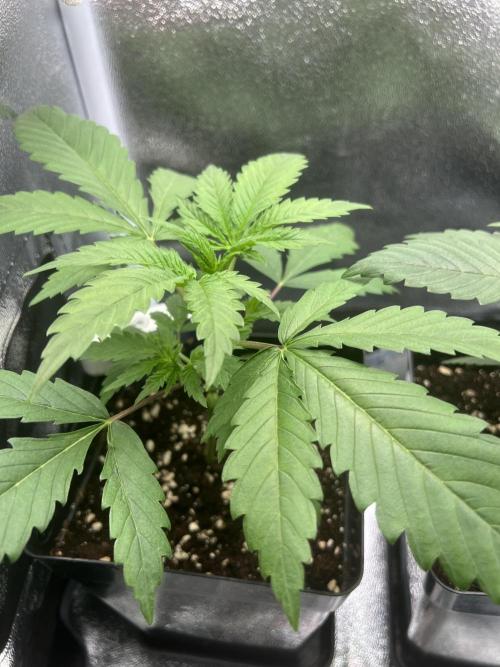 Eternity Grow 🏆 Micro Grow. Week 2