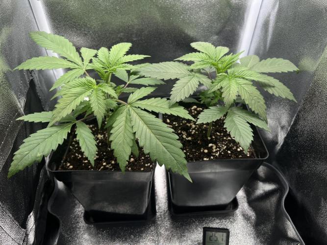 Eternity Grow 🏆 Micro Grow. Week 2