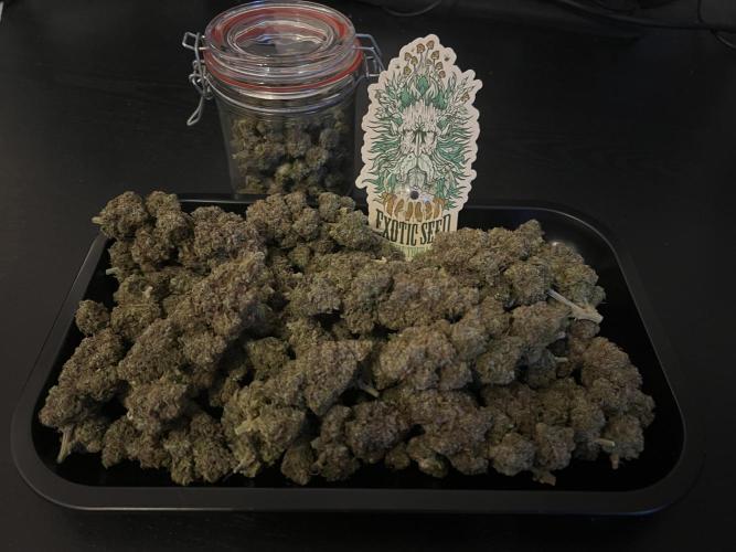 Hippie Therapy - Exotic Seeds. Week 18