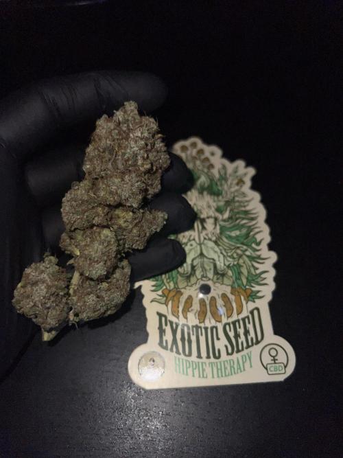 Hippie Therapy - Exotic Seeds. Week 18