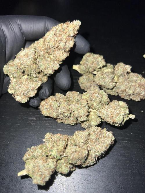 Hippie Therapy - Exotic Seeds. Week 18