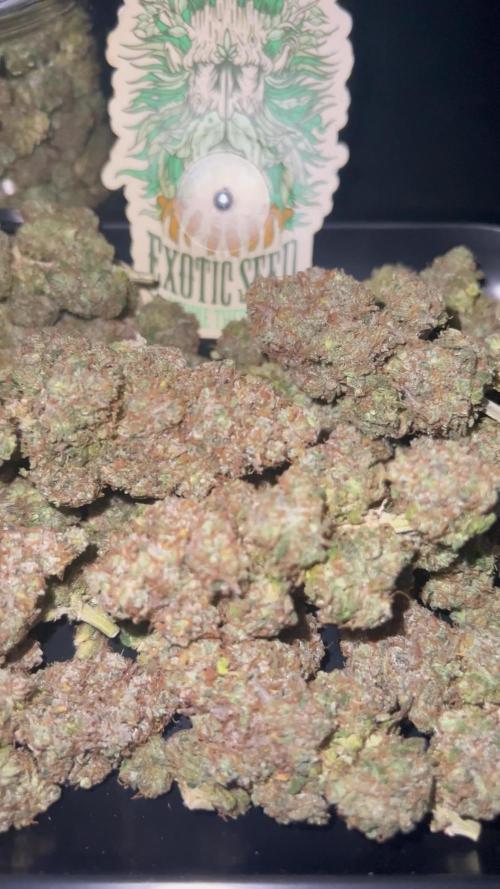 Hippie Therapy - Exotic Seeds