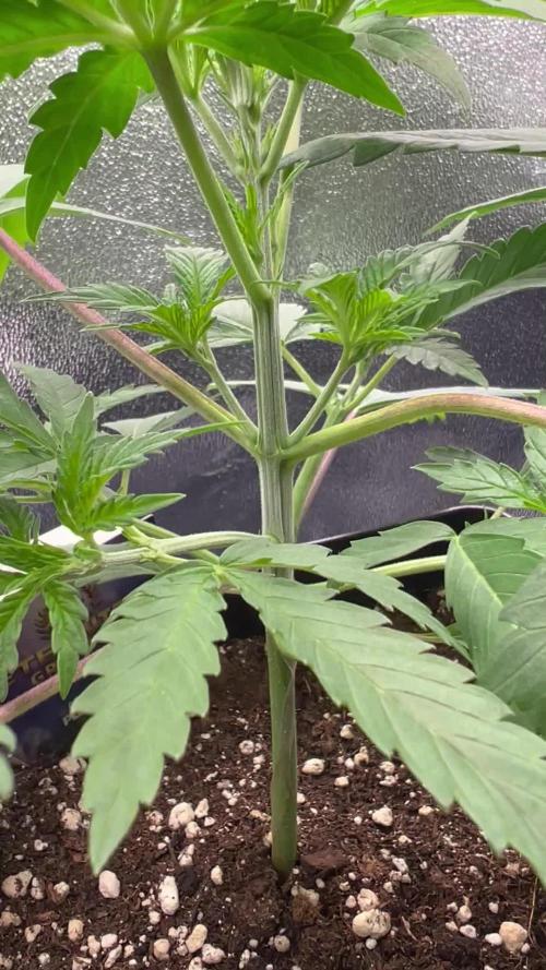 Eternity Grow 🏆 Micro Grow