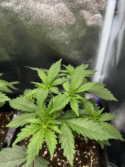 Eternity Grow 🏆 Micro Grow. Week 3