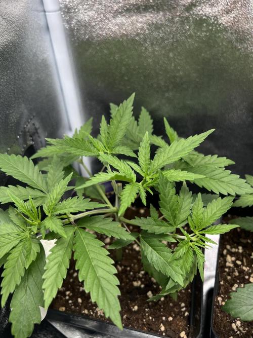 Eternity Grow 🏆 Micro Grow. Week 3