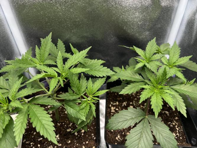 Eternity Grow 🏆 Micro Grow. Week 3