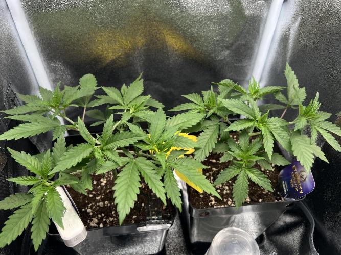Eternity Grow 🏆 Micro Grow. Week 3