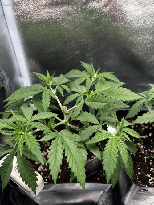 Eternity Grow 🏆 Micro Grow. Week 3