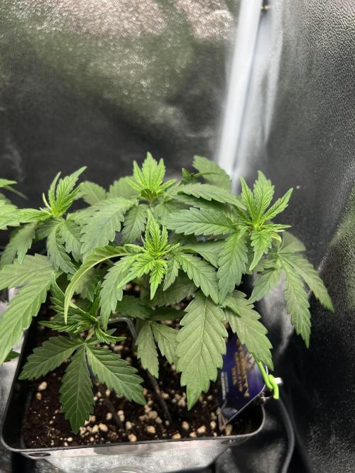 Eternity Grow 🏆 Micro Grow. Week 3