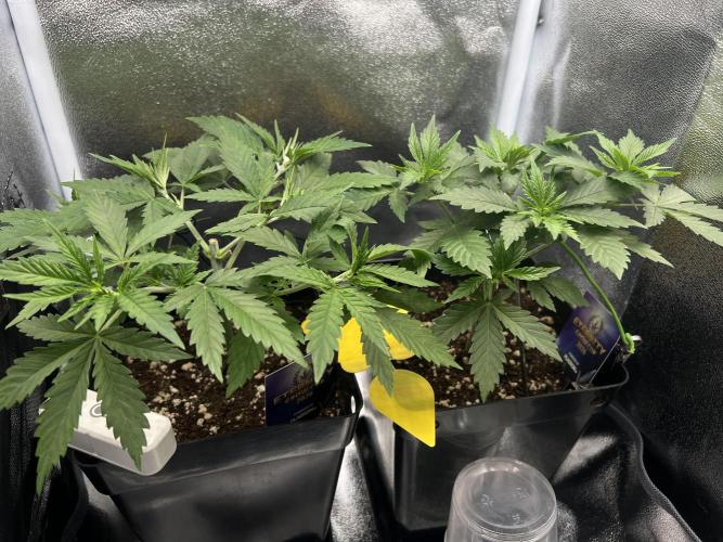 Eternity Grow 🏆 Micro Grow. Week 3