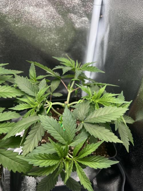 Eternity Grow 🏆 Micro Grow. Week 3