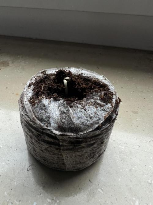 Cherry Hills 🍒⛰️. Week 0 - Die erste ist durch die Erde durchgebrochen