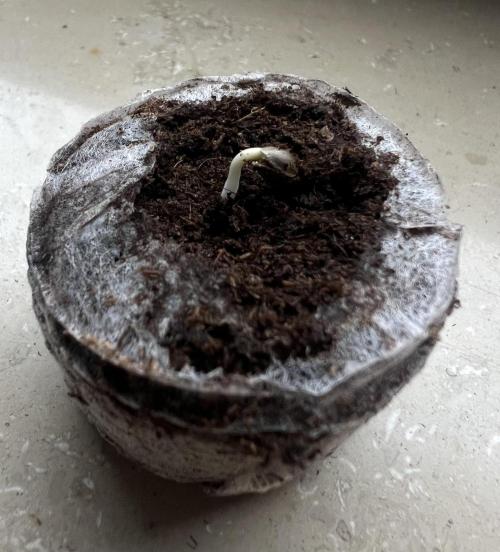 Cherry Hills 🍒⛰️. Week 0 - #1