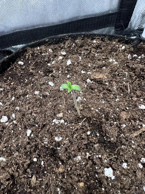 Cherry Hills 🍒⛰️80w. Week 0
