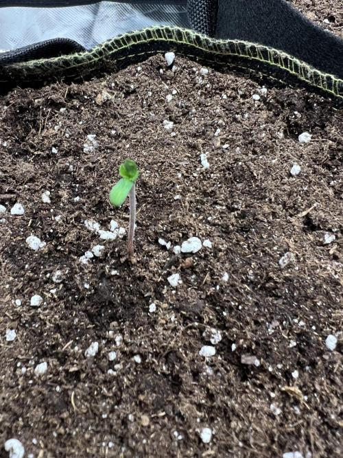 Cherry Hills 🍒⛰️80w. Week 0