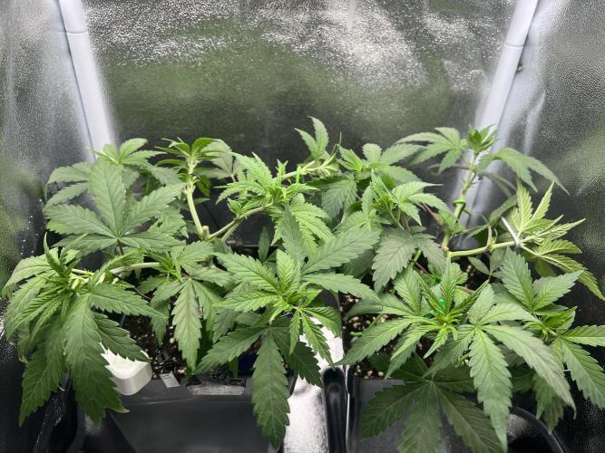 Eternity Grow 🏆 Micro Grow. Week 4