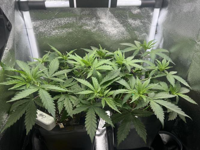 Eternity Grow 🏆 Micro Grow. Week 4