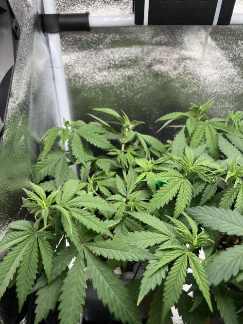 Eternity Grow 🏆 Micro Grow. Week 4