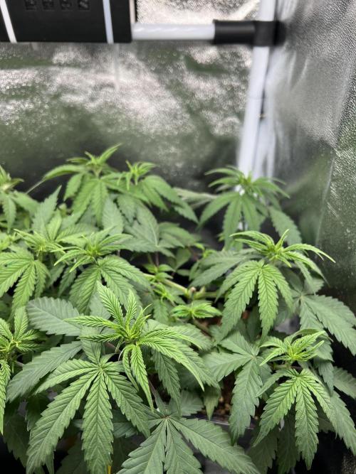 Eternity Grow 🏆 Micro Grow. Week 4