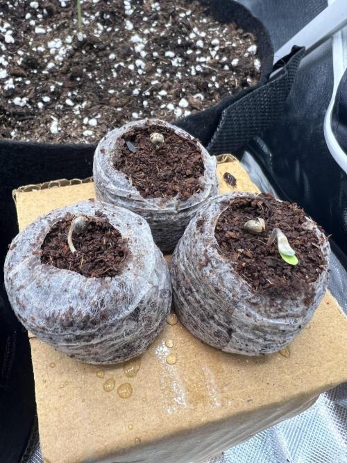 Eternity Grow 🏆 Micro Grow. Week 0