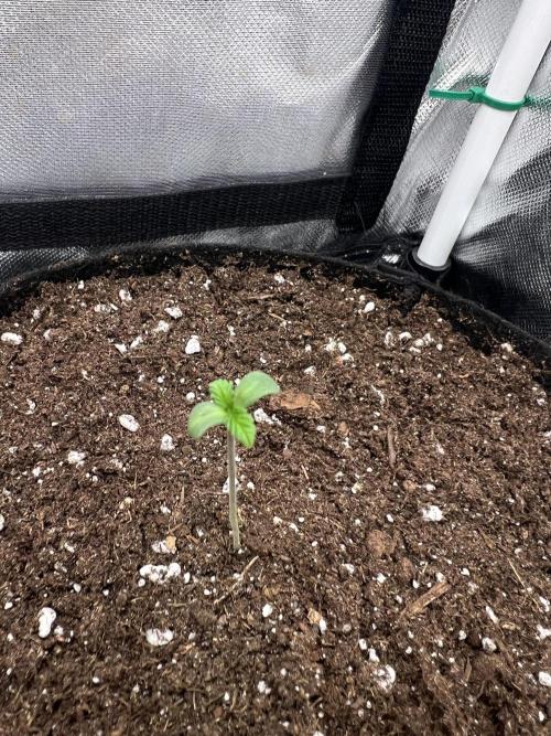 Cherry Hills 🍒⛰️80w. Week 1