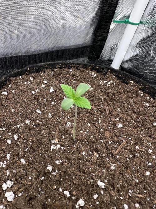 Cherry Hills 🍒⛰️80w. Week 1