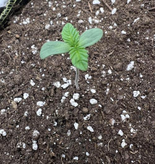 Cherry Hills 🍒⛰️80w. Week 1
