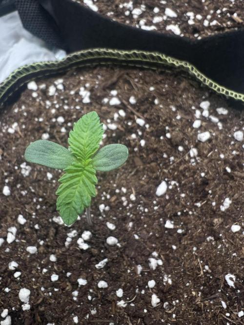 Cherry Hills 🍒⛰️80w. Week 1