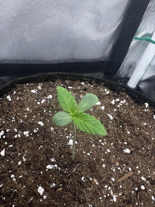 Cherry Hills 🍒⛰️80w. Week 1