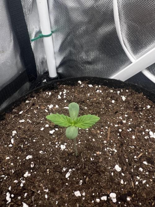 Cherry Hills 🍒⛰️80w. Week 1