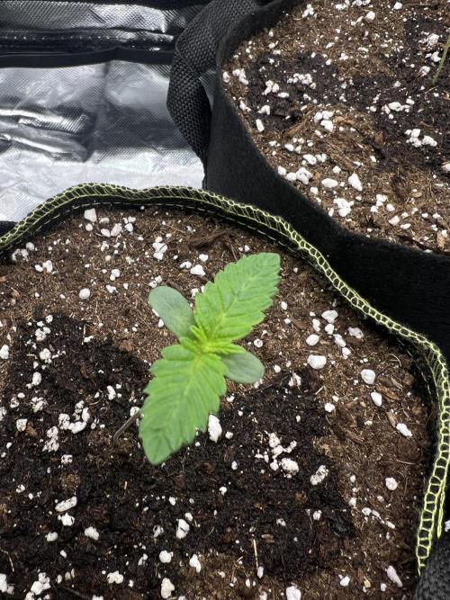 Cherry Hills 🍒⛰️80w. Week 1