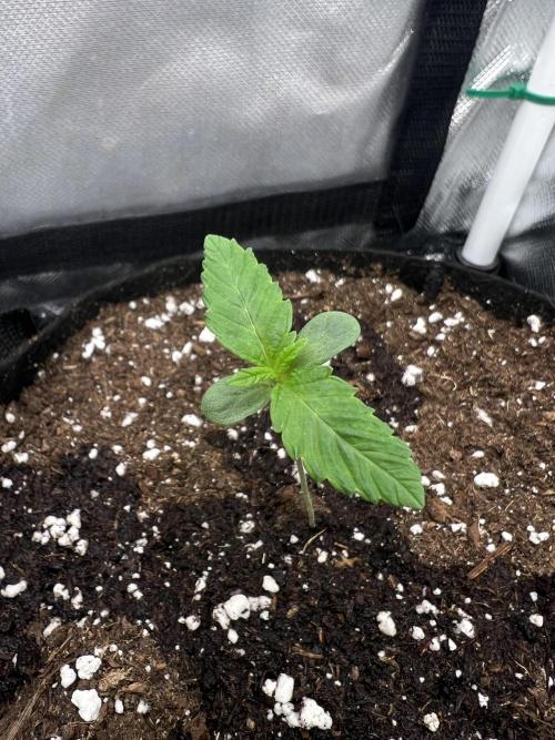 Cherry Hills 🍒⛰️80w. Week 1