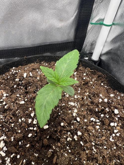 Cherry Hills 🍒⛰️80w. Week 1