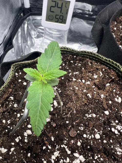 Cherry Hills 🍒⛰️80w. Week 1