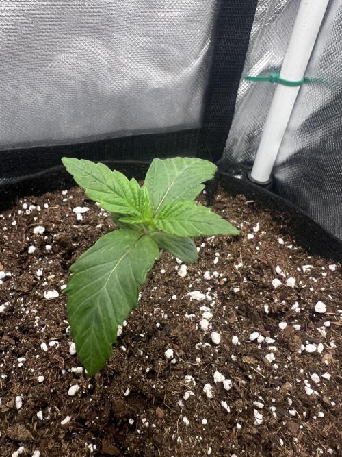 Cherry Hills 🍒⛰️80w. Week 1