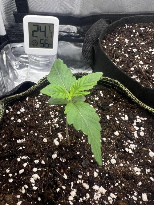 Cherry Hills 🍒⛰️80w. Week 2