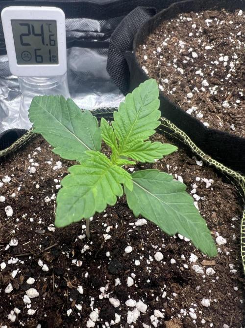 Cherry Hills 🍒⛰️80w. Week 2