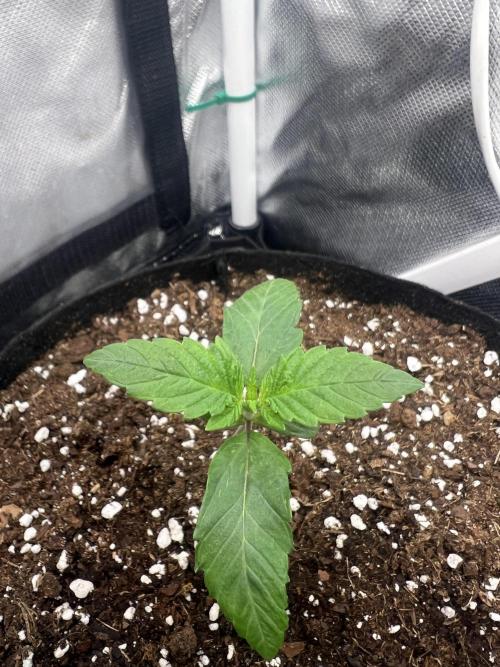 Cherry Hills 🍒⛰️80w. Week 2