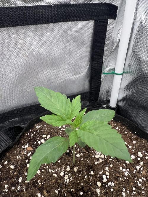 Cherry Hills 🍒⛰️80w. Week 2