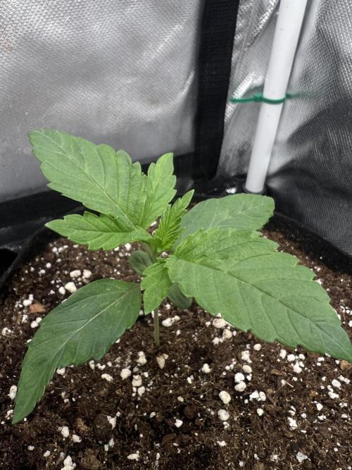 Cherry Hills 🍒⛰️80w. Week 2