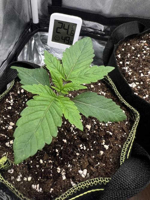 Cherry Hills 🍒⛰️80w. Week 2