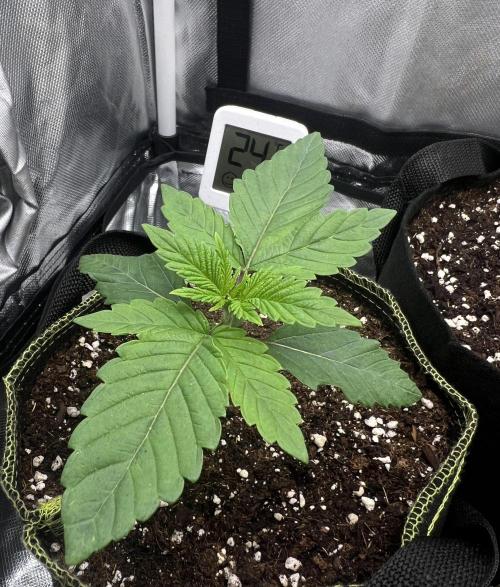 Cherry Hills 🍒⛰️80w. Week 2