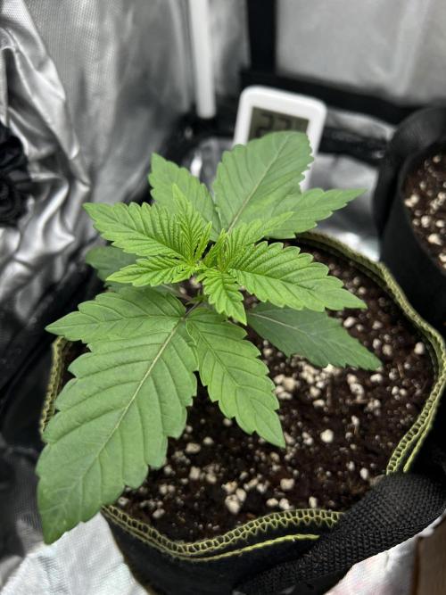 Cherry Hills 🍒⛰️80w. Week 2